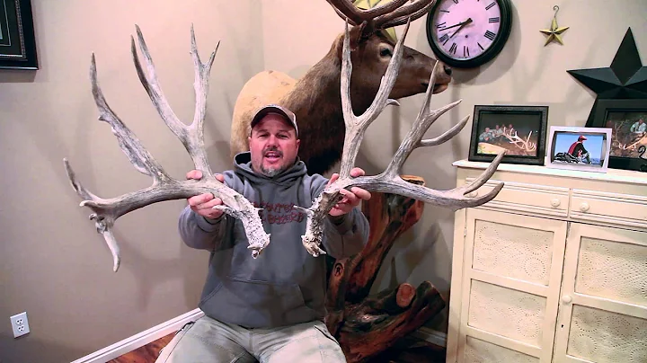 Monster 280" Mule Deer Sheds from the Antlerman