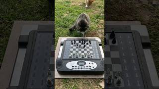 cats vs cool chess robots Squareoff & Phantom 😎 #shorts