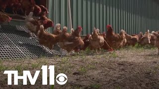 Arkansas agriculture experts work to prevent bird flu