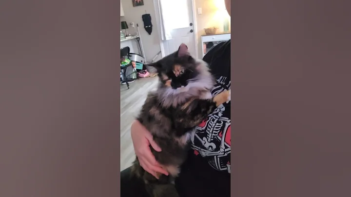 Video 11417411: forest cat norwegianforestcat, norwegian forest, forest cat big, forest cat baby, kitty cat