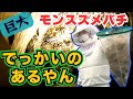 【何これ？怖い！】物置のスズメバチの巣を駆除【高島市今津町】Removal of Asian giant hornets nest in a Japanese house