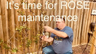 How to prune, treat, & fertilize roses! by Horticulture Geek 413 views 1 year ago 28 minutes