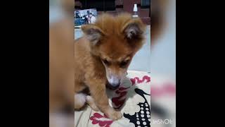 Watch my puppy grow |1 month4month | Indian spitz puppy | plz subscribe