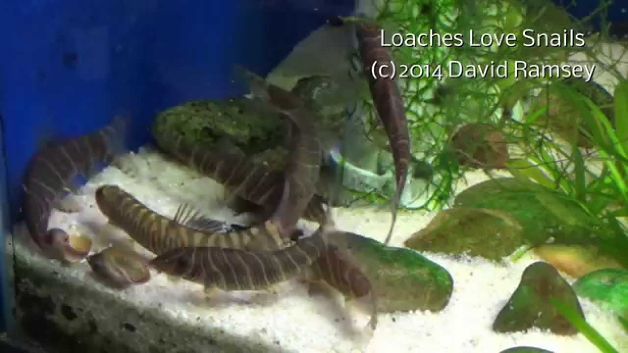 snail eating loach