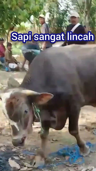 sapi super lincah mau nyeruduk #sapigalak #sapigemuk #sapilucu #sapi #sapikurbanterbaik #sapiqurban