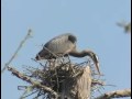 Great Blue Heron Nest w/music