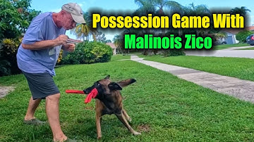Possession Game With Malinois Zico