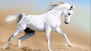 اجمل الأناشيد اسمع واحكم بنفسك The Best of Anachid ᴴᴰ