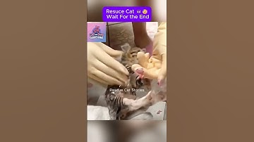 Rescue Cat - Wait for the end #CatRescue #RescueCat #kitten #cat #rescue #pets #kittenrescue
