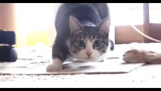 Тверк от кота Cat Dance Twerk