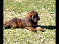 Mini Whoodle Puppy Barron from CelebrityPups.com