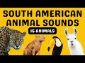 South american animal sounds