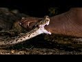 Viper Bite in Slow Mo! | BBC Earth