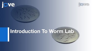 Introduction To Worm Lab: From Culturing Worms To Mutagenesis l Protocol Preview