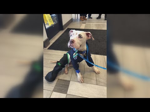 Video: Pet Scoop: Anak Anjing Dilempar Dari Mobil Mendapat Rumah Baru, Pemenang Piala Dunia Ocelot Picks