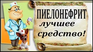 Пиелонефрит: лечение хронического пиелонефрита Пиелонефрит: лечение хронического пиелонефрита