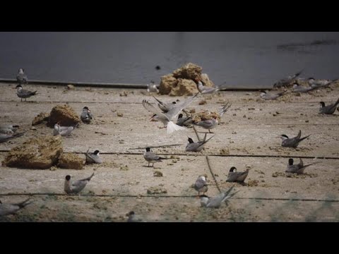 ציפורים בסכנת הכחדה בבריכות המלח בעתלית
