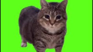 Oo ee a e a cat green screen