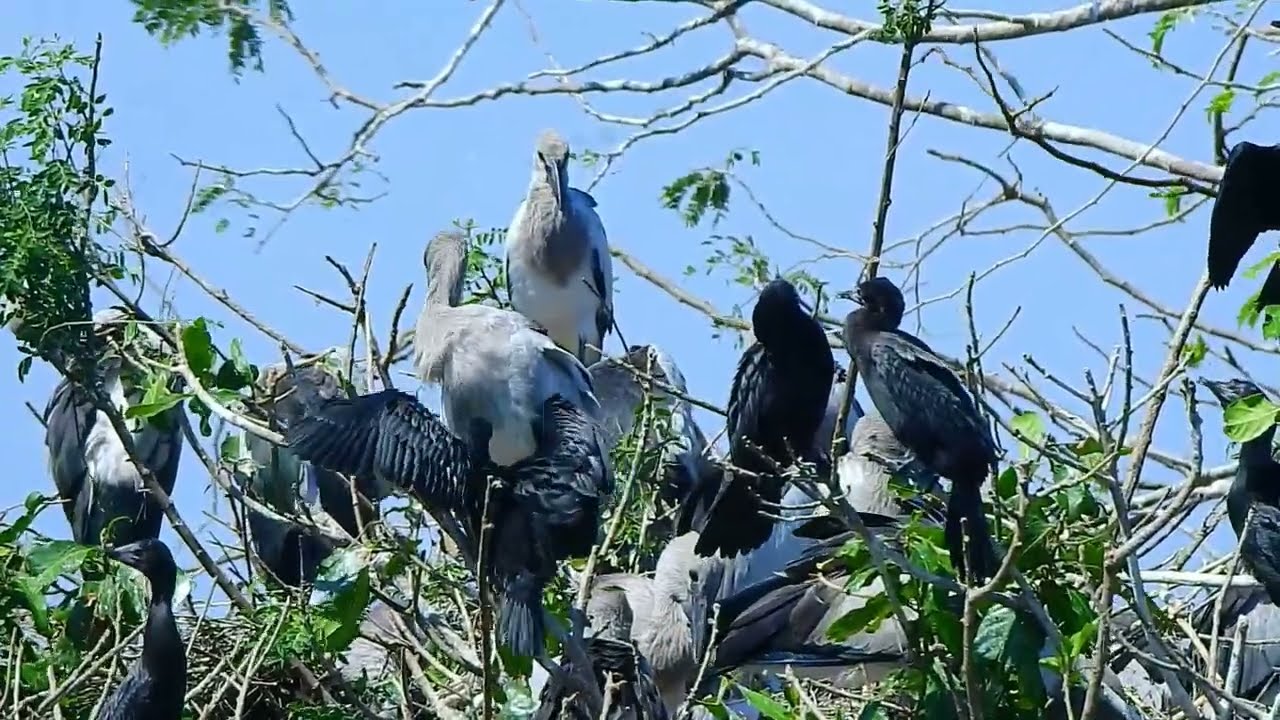 waterfowl video natural bird