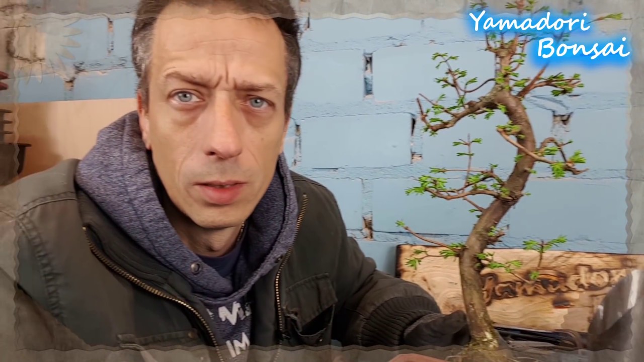 Bonsai Schneiden Und Pflegen Standort Zeitpunkt Schnitt Und Dungung By Zulauf Gartencenter