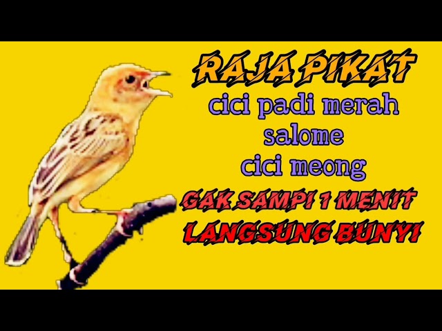 Masteran burung salome - Cici padi Merah terbukti ampuh bikin salome bahan cepat gacor seketika class=