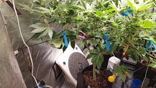 gorilla glue #4 tangerine dreams and phantom og at wk3