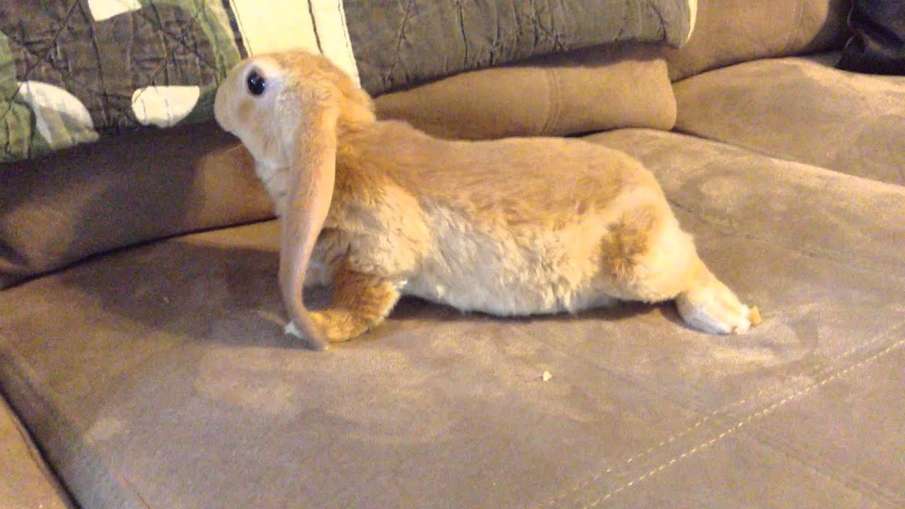 Cream Velveteen Lop YouTube