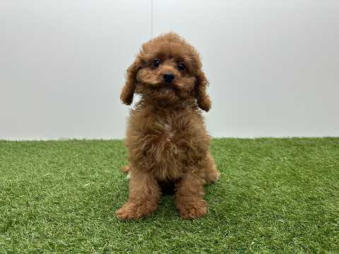 Video van Cavapoo Vrouwelijk Abrikoos - PUP-ID 010724508 | Dierenhof Debrabandere