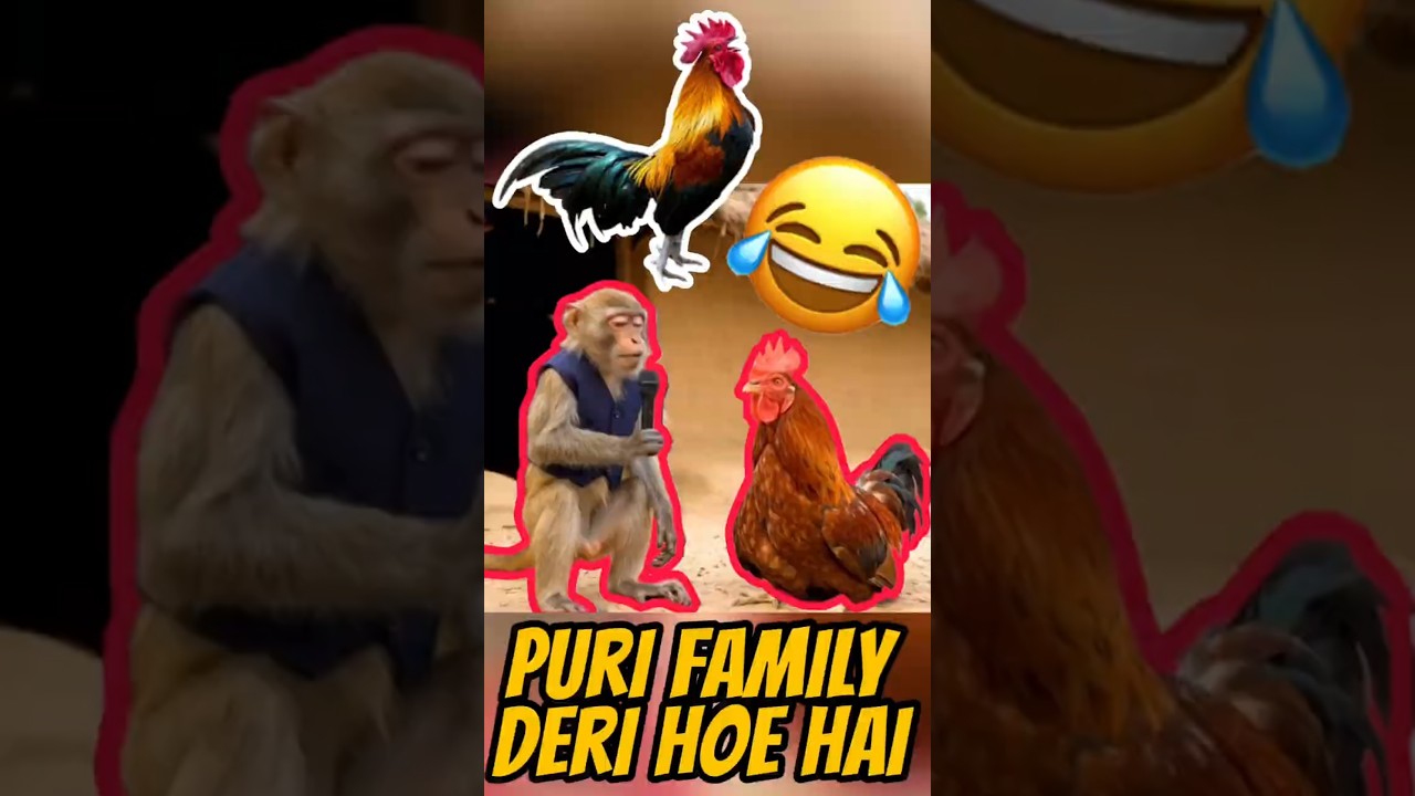 Monkey Funny Interview with Cock 🐒🎤🐓