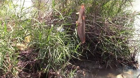 Câu cá ngát mé biển