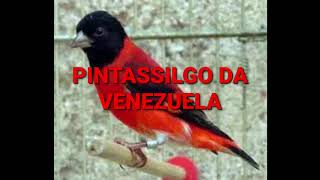 CANTO DO PINTASSILGO DA VENEZUELA