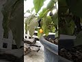 #garden #garden #ihavethisthingwithplants