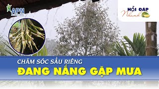 APN - CHĂM SÓC SẦU RIÊNG ĐANG NẮNG GẶP MƯA | HỎI ĐÁP NHANH