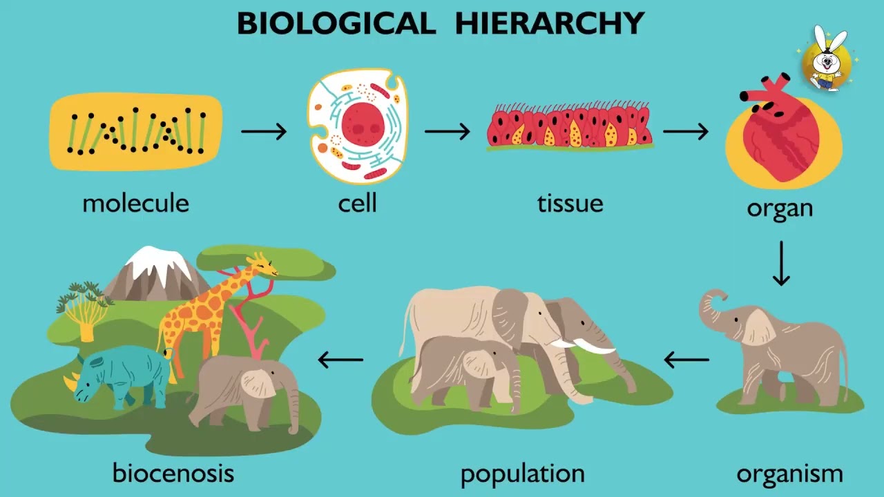 Grade 12  Biology Chapter 1 Introduction to Biology Part 1