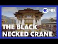 Cranes and Prosperity in Bhutan