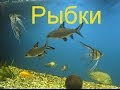 Рыбки и цветы от 7 апреля 2017 года