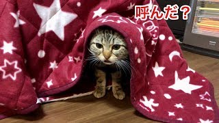 寒くてこたつの中から何度も顔を出す猫が可愛すぎたｗ
