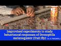 Improvised experiments to study behavioral responses of drosophila melanogaster fruit fly