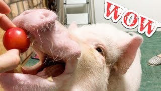 ミニブタは果物と野菜どっちが好きなの？【つくね】Does the mini pig like fruit and which of vegetables?