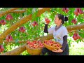 Harvesting plum  goes to countryside market sell  plant new seeds for the garden  tieu lien