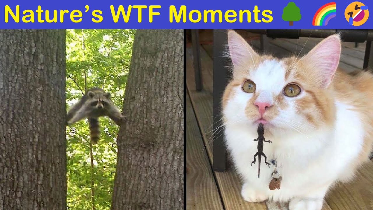 Hilariously Unhinged Nature Moments That Made People Do A Double Take | Happy And Fun