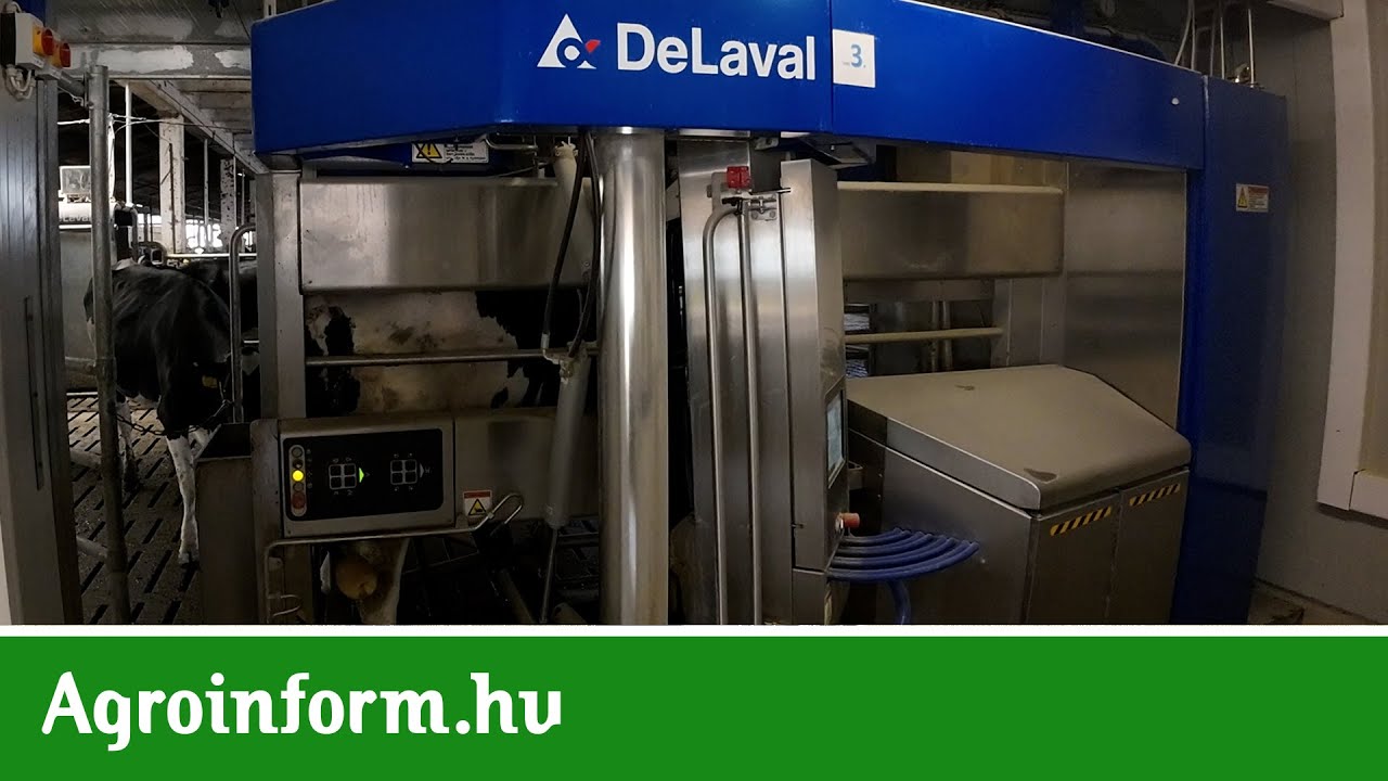 Nagykörűi sikertörténet: Meglévő istállóból robotos fejőház