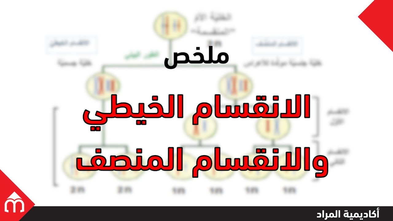 مقارنة بين الانقسام الخيطي والمنصف (الاختزالي)