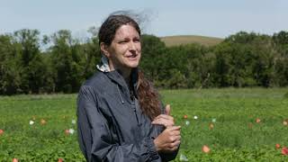Struvite: Phosphorus fertilizer for organic fields