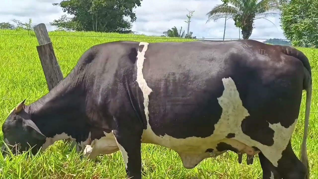 Lucro com 14 vaca de leite 