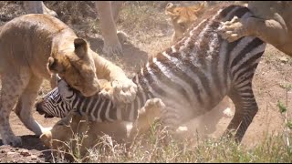 먹잇감을 정확히 공격하는 사자들! Crocodile, buffalo, cheetah, giraffe real attack!