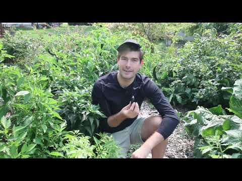 Video: Wanneer jalapeno's paars worden?