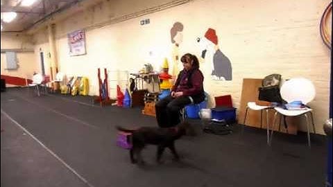 Clicker Free Shaping Sit on a Box