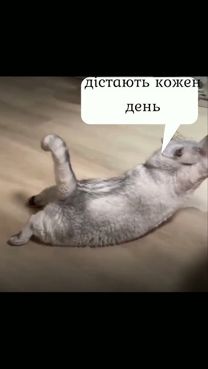 цікаві моменти про котів #різні #приколи #мем #коти - YouTube