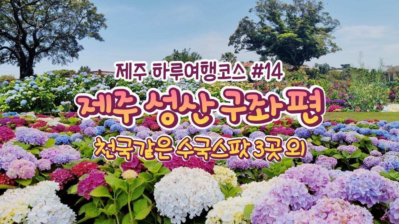 제주도 6월여행 제주 동쪽 수국로드 | 성산 구좌 제주하루여행코스 9곳